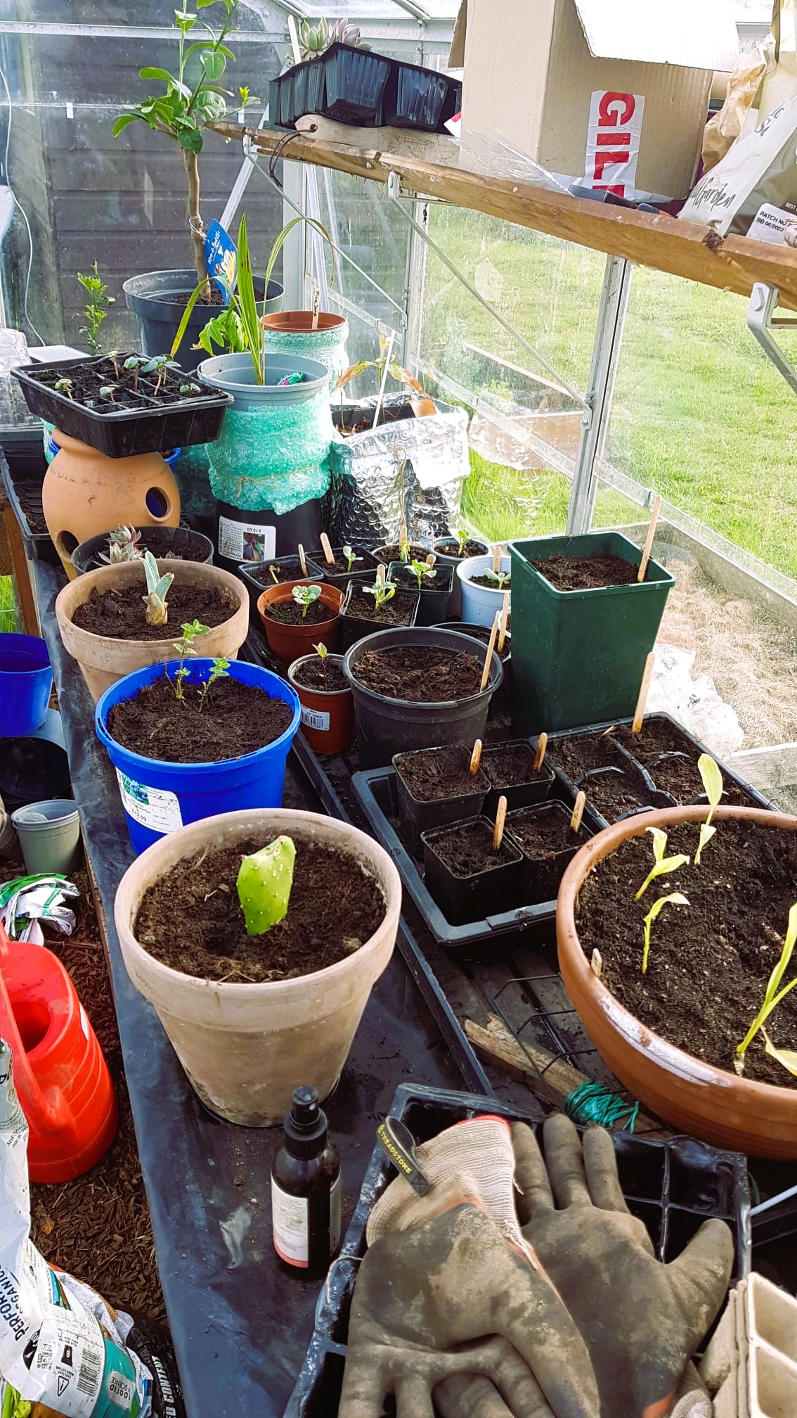 Seedlings